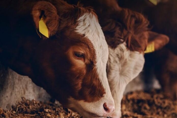 Diyanet Kurban Bağışı Almanya 2022