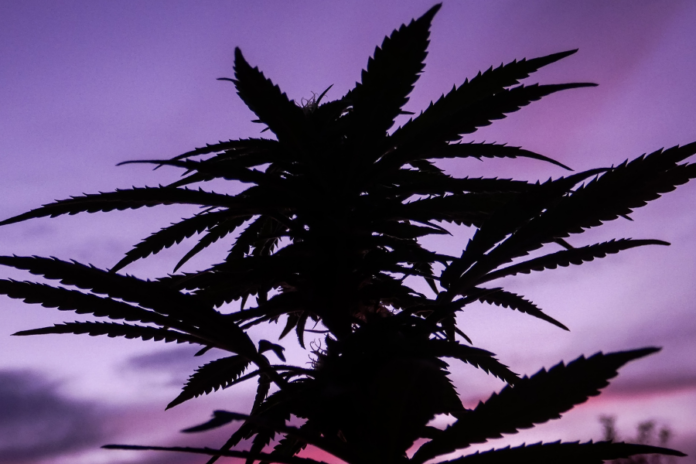 Almanya'da Ot İçmek Yasal Mı?