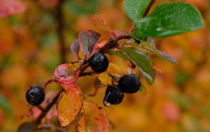 chokeberries on a plant