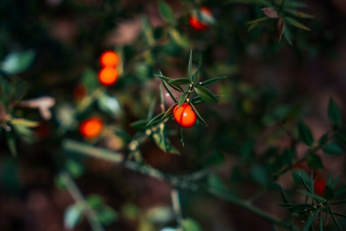close up of plant with berries